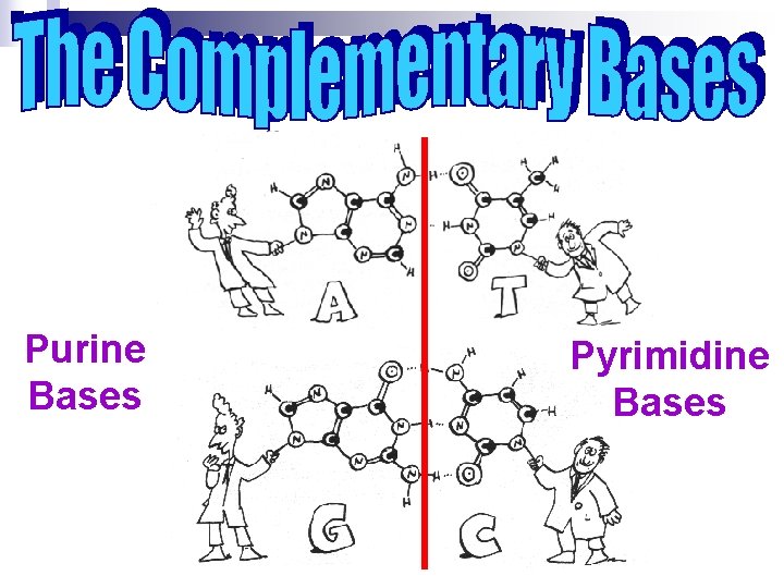 Purine Bases Pyrimidine Bases 