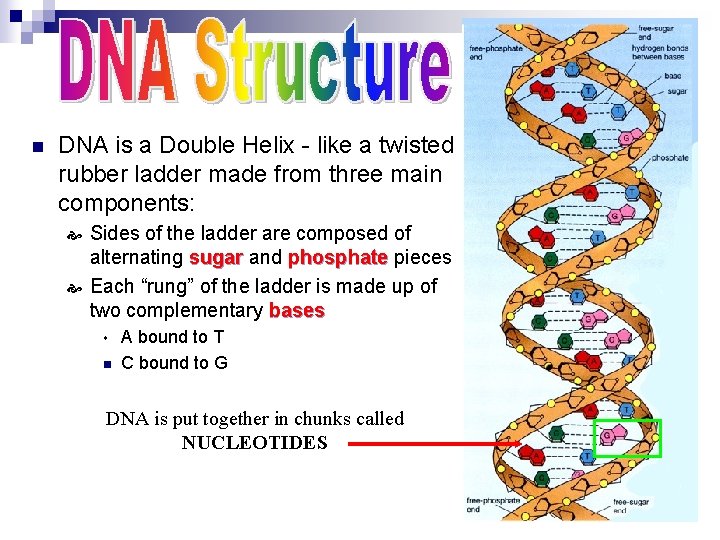 n DNA is a Double Helix - like a twisted rubber ladder made from