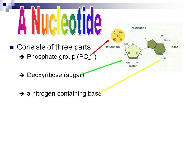 n Consists of three parts: è Phosphate group (PO 43 -) è Deoxyribose (sugar)