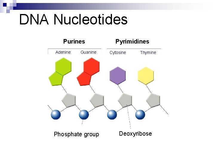 DNA Nucleotides Purines Adenine Guanine Phosphate group Pyrimidines Cytosine Thymine Deoxyribose 