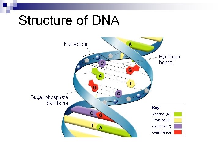 Structure of DNA Nucleotide Hydrogen bonds Sugar-phosphate backbone Key Adenine (A) Thymine (T) Cytosine