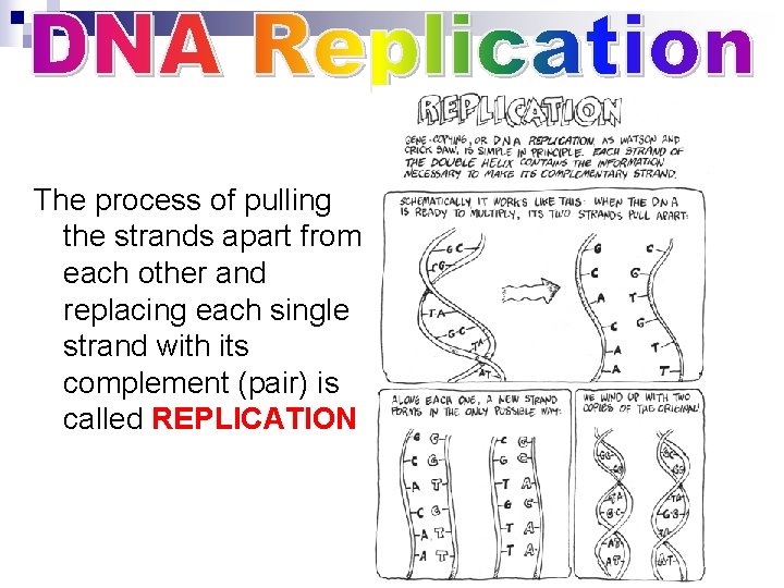 The process of pulling the strands apart from each other and replacing each single