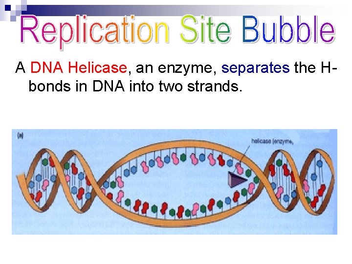 A DNA Helicase, an enzyme, separates the Hbonds in DNA into two strands. 