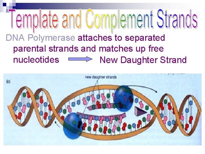 DNA Polymerase attaches to separated parental strands and matches up free nucleotides New Daughter