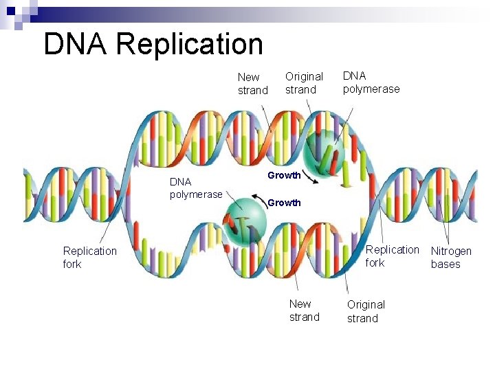 DNA Replication New strand DNA polymerase Original strand DNA polymerase Growth Replication Nitrogen fork