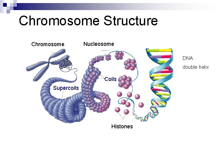 Chromosome Structure Chromosome Nucleosome DNA double helix Coils Supercoils Histones 