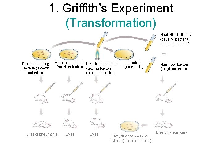 1. Griffith’s Experiment (Transformation) Heat-killed, disease -causing bacteria (smooth colonies) Disease-causing bacteria (smooth colonies)