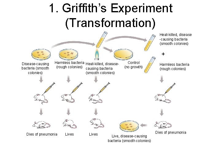 1. Griffith’s Experiment (Transformation) Heat-killed, disease -causing bacteria (smooth colonies) Disease-causing bacteria (smooth colonies)