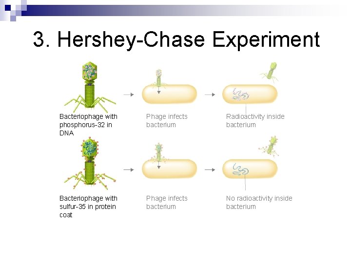 3. Hershey-Chase Experiment Bacteriophage with phosphorus-32 in DNA Phage infects bacterium Radioactivity inside bacterium