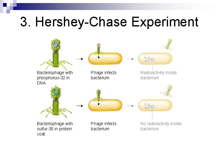 3. Hershey-Chase Experiment Bacteriophage with phosphorus-32 in DNA Phage infects bacterium Radioactivity inside bacterium