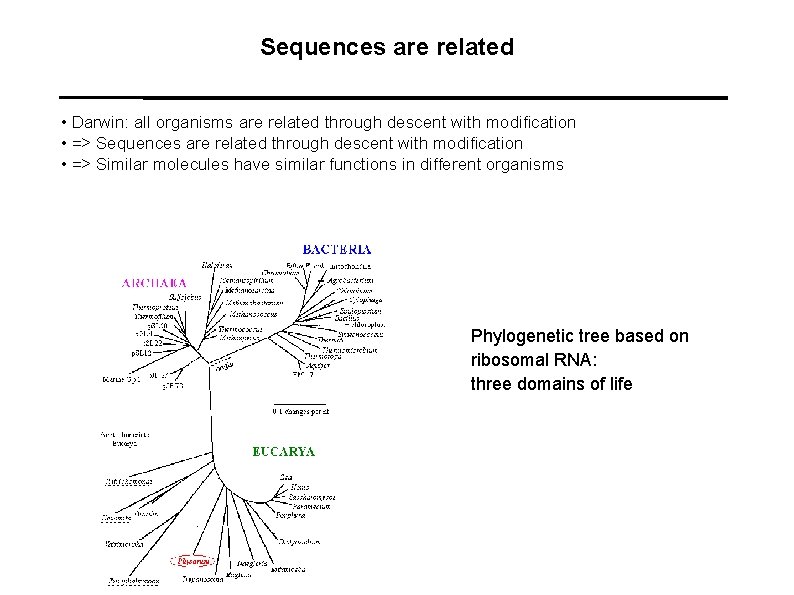 Sequences are related • Darwin: all organisms are related through descent with modification •