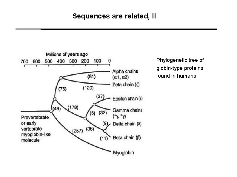 Sequences are related, II Phylogenetic tree of globin-type proteins found in humans 