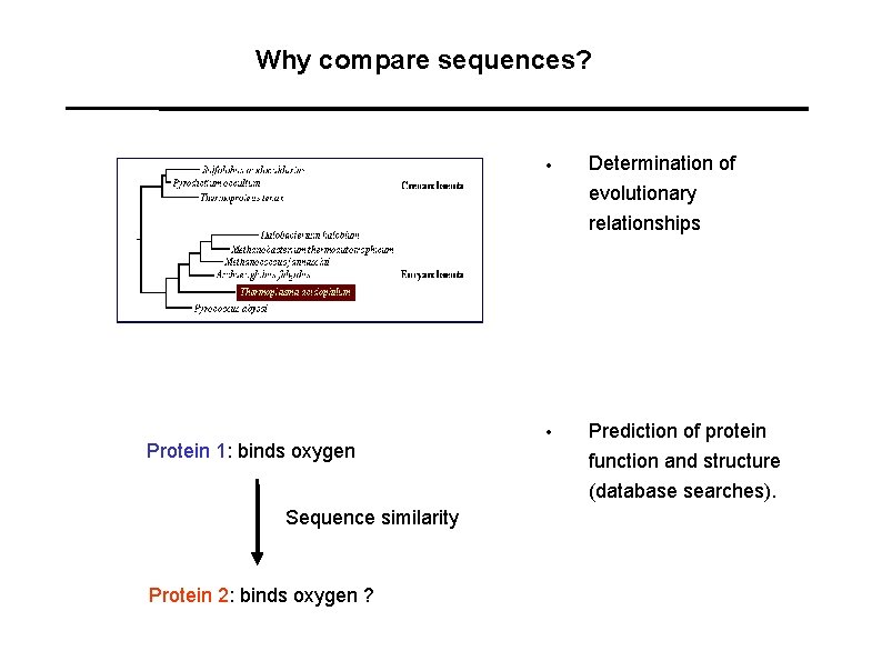 Why compare sequences? Protein 1: binds oxygen Sequence similarity Protein 2: binds oxygen ?