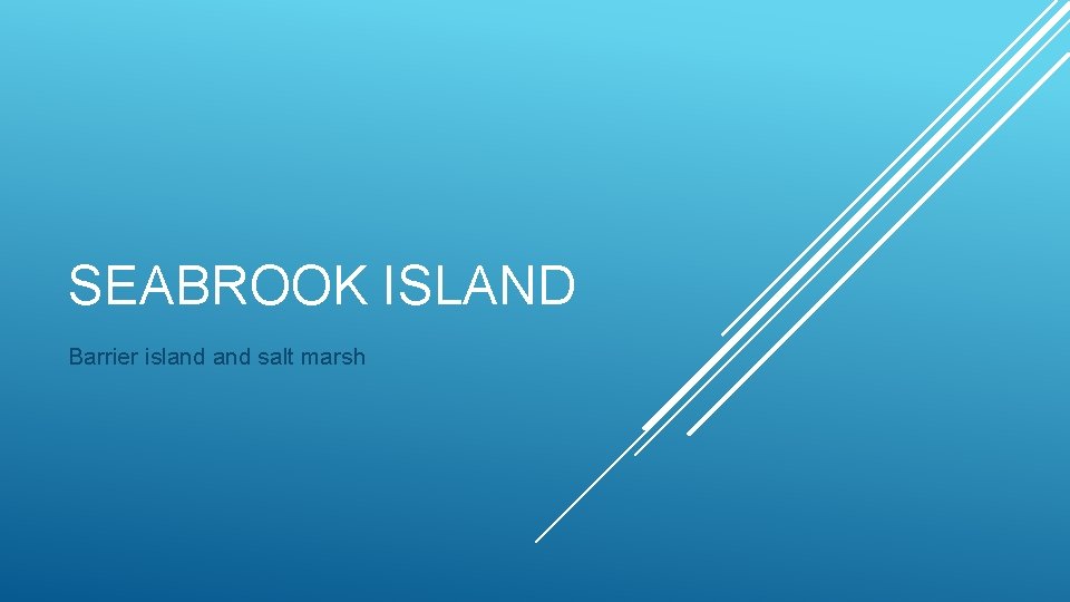 SEABROOK ISLAND Barrier island salt marsh 