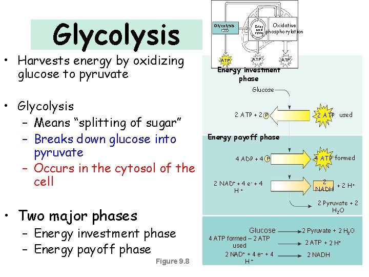 Glycolysis • Harvests energy by oxidizing glucose to pyruvate Glycolysis ATP Citric acid cycle