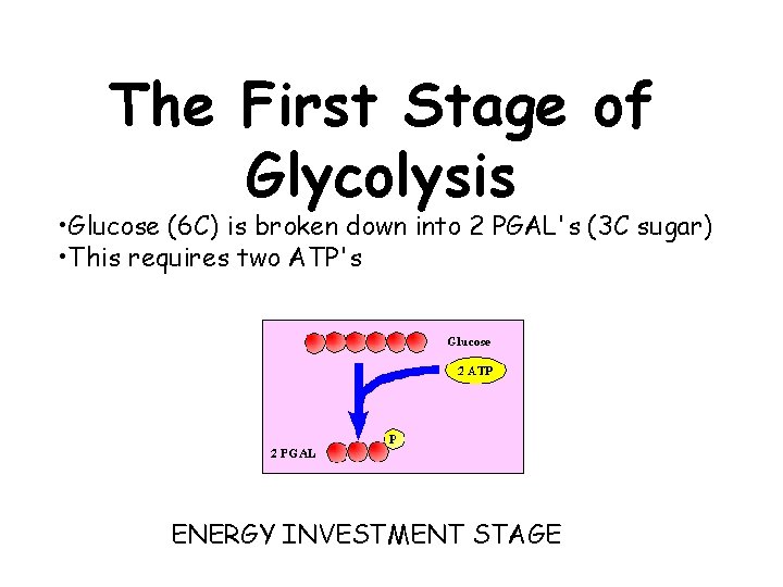 The First Stage of Glycolysis • Glucose (6 C) is broken down into 2