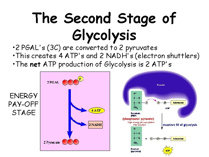 The Second Stage of Glycolysis • 2 PGAL's (3 C) are converted to 2