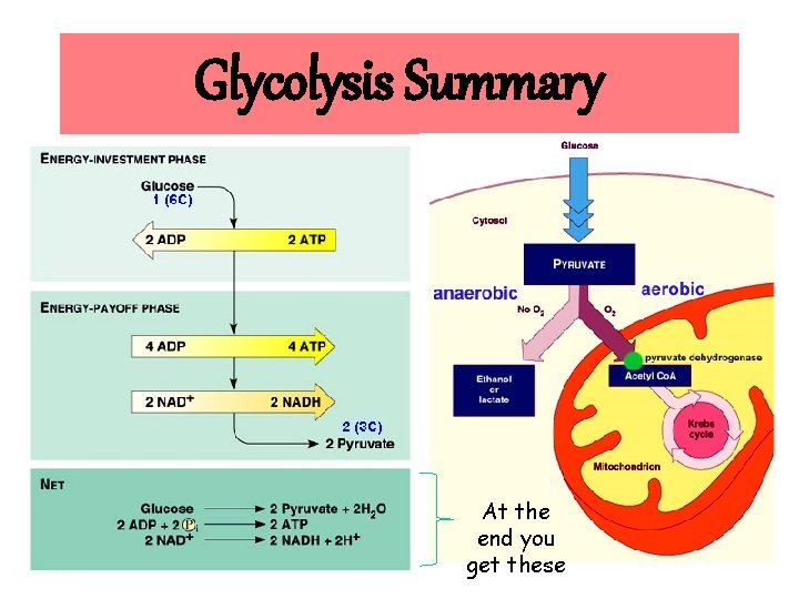 Glycolysis Summary At the end you get these 