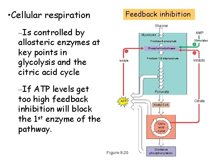  • Cellular respiration –Is controlled by allosteric enzymes at key points in glycolysis