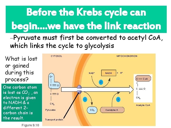 Before the Krebs cycle can begin…. we have the link reaction –Pyruvate must first