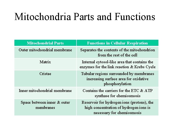 Mitochondria Parts and Functions Mitochondrial Parts Functions in Cellular Respiration Outer mitochondrial membrane Separates