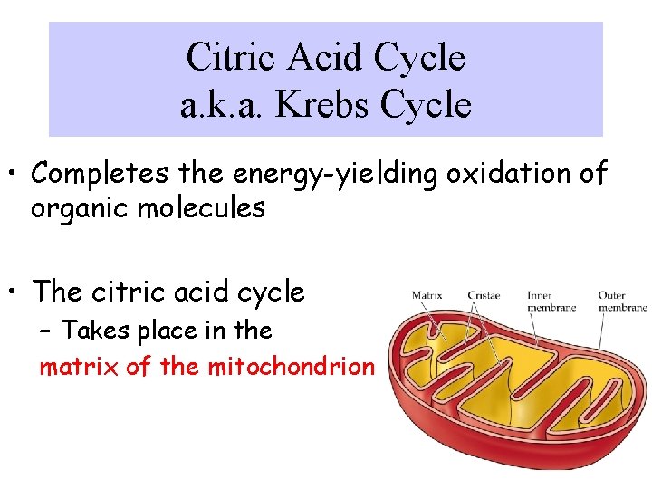 Citric Acid Cycle a. k. a. Krebs Cycle • Completes the energy-yielding oxidation of