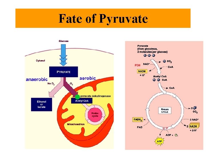 Fate of Pyruvate 