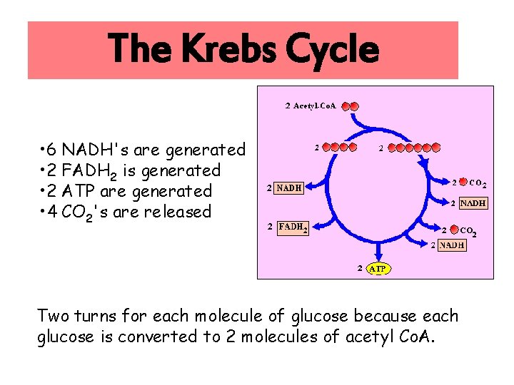 The Krebs Cycle • 6 NADH's are generated • 2 FADH 2 is generated