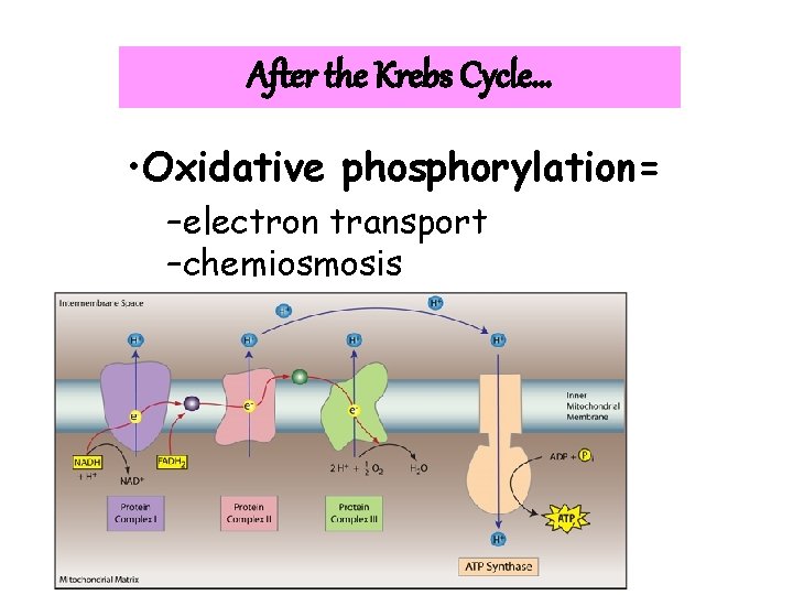 After the Krebs Cycle… • Oxidative phosphorylation= –electron transport –chemiosmosis 