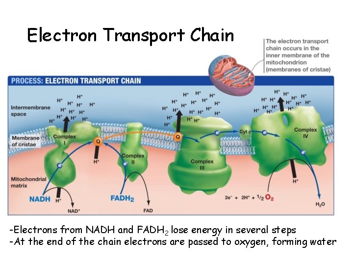 Electron Transport Chain -Electrons from NADH and FADH 2 lose energy in several steps
