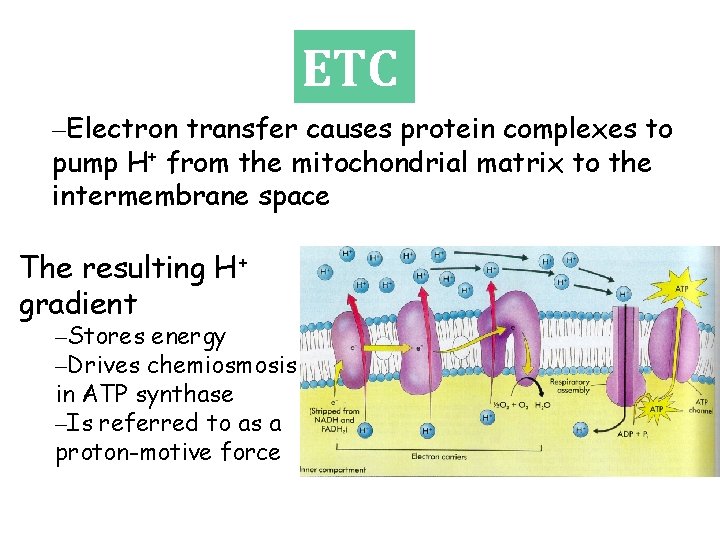 ETC –Electron transfer causes protein complexes to pump H+ from the mitochondrial matrix to