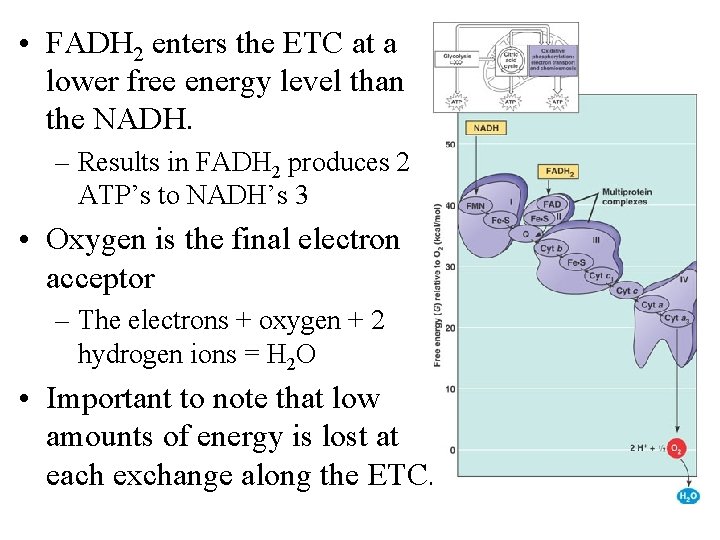  • FADH 2 enters the ETC at a lower free energy level than