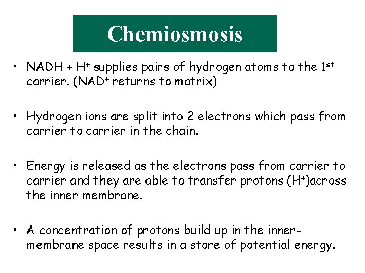 Chemiosmosis • NADH + H+ supplies pairs of hydrogen atoms to the 1 st