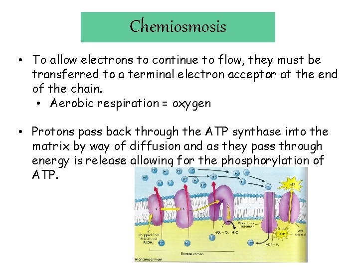 Chemiosmosis • To allow electrons to continue to flow, they must be transferred to