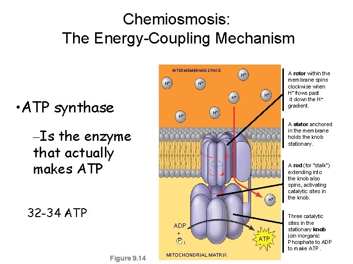 Chemiosmosis: The Energy-Coupling Mechanism INTERMEMBRANE SPACE H+ • ATP synthase H+ H+ H+ A