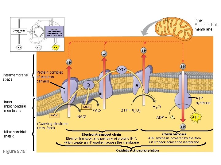 Oxidative phosphorylation. electron transport and chemiosmosis Glycolysis ATP Inner Mitochondrial membrane ATP H+ H+
