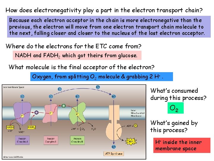 How does electronegativity play a part in the electron transport chain? Because each electron