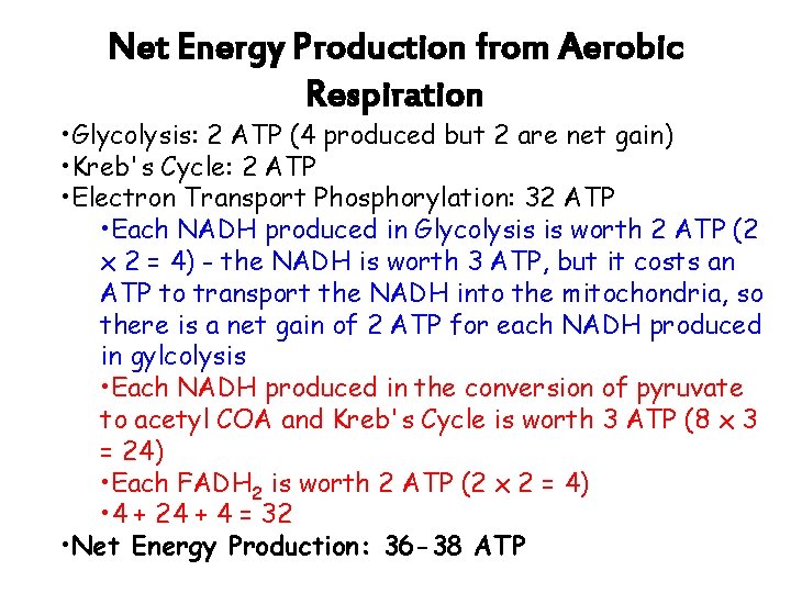 Net Energy Production from Aerobic Respiration • Glycolysis: 2 ATP (4 produced but 2