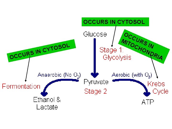 OCCURS IN CYTOSOL I S R U OCC L O S O N CYT