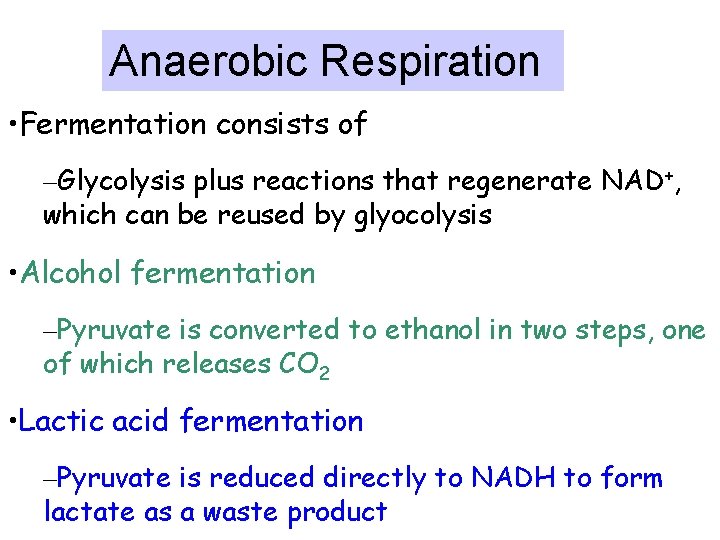 Anaerobic Respiration • Fermentation consists of –Glycolysis plus reactions that regenerate NAD+, which can
