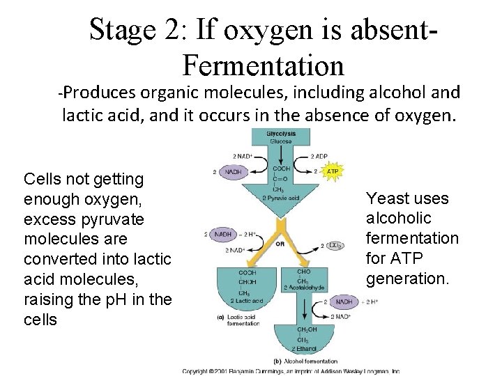 Stage 2: If oxygen is absent. Fermentation -Produces organic molecules, including alcohol and lactic