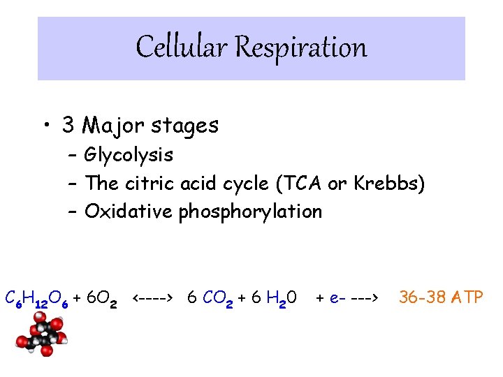 Cellular Respiration • 3 Major stages – Glycolysis – The citric acid cycle (TCA