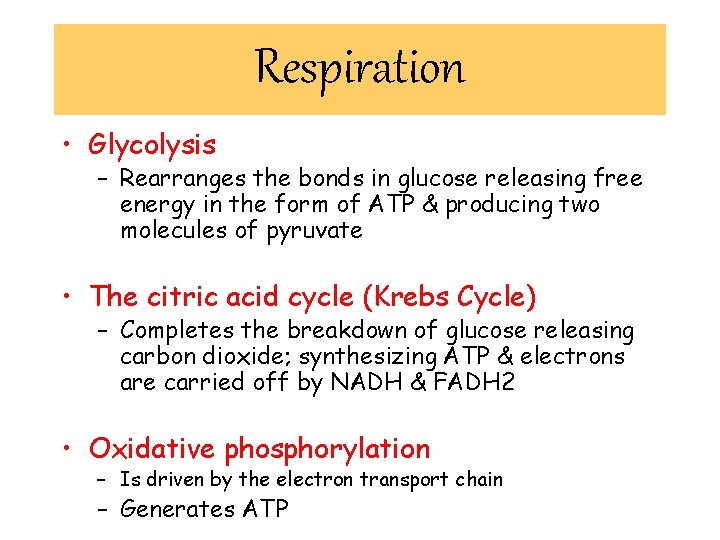 Respiration • Glycolysis – Rearranges the bonds in glucose releasing free energy in the