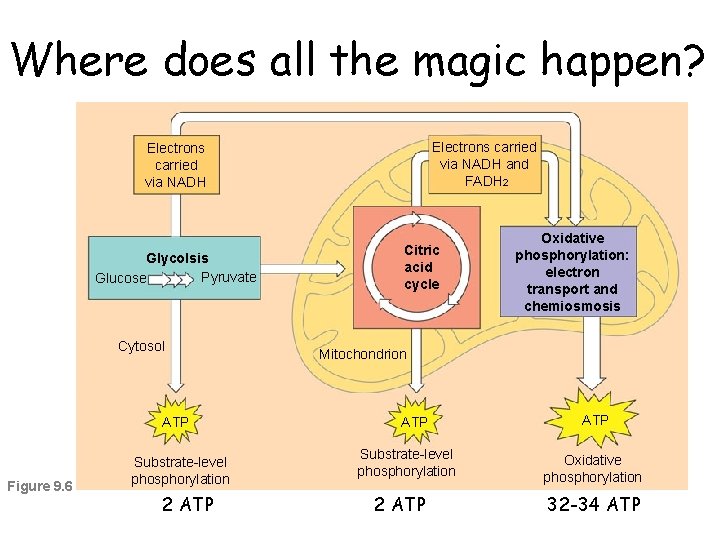 Where does all the magic happen? Electrons carried via NADH and FADH 2 Electrons