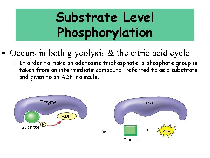 Substrate Level Phosphorylation • Occurs in both glycolysis & the citric acid cycle –
