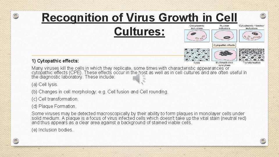 Recognition of Virus Growth in Cell Cultures: 1) Cytopathic effects: Many viruses kill the