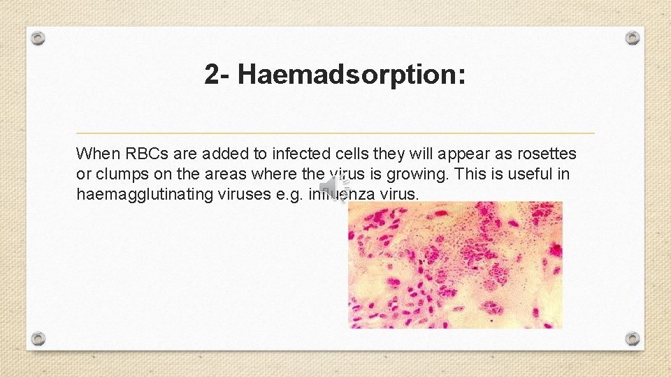 2 - Haemadsorption: When RBCs are added to infected cells they will appear as