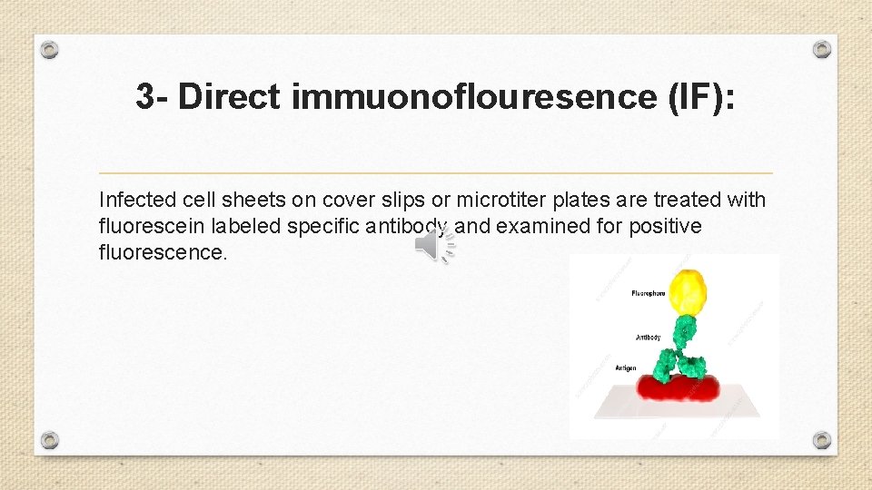 3 - Direct immuonoflouresence (IF): Infected cell sheets on cover slips or microtiter plates