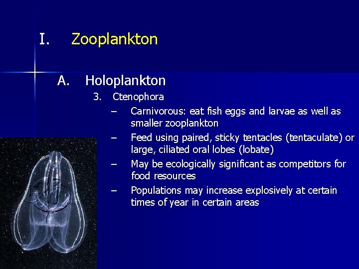 I. Zooplankton A. Holoplankton 3. Ctenophora – Carnivorous: eat fish eggs and larvae as