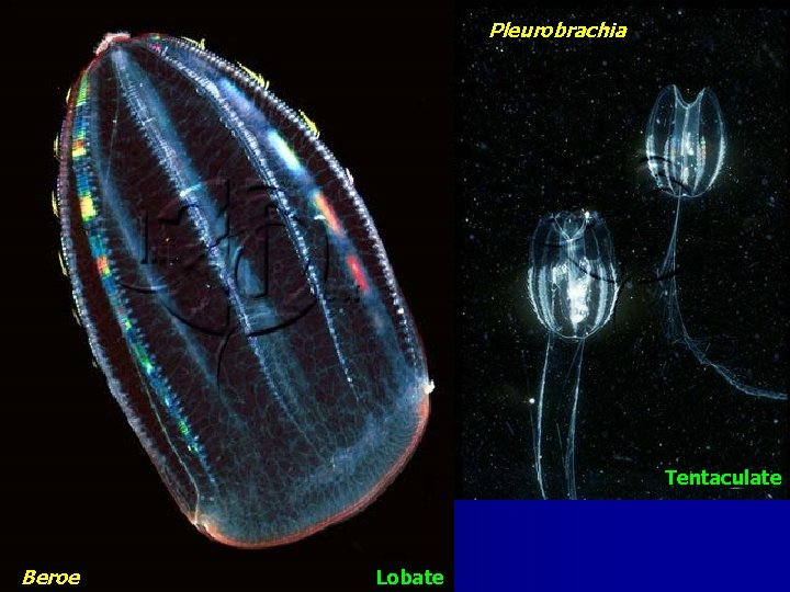 Pleurobrachia Tentaculate Beroe Lobate 